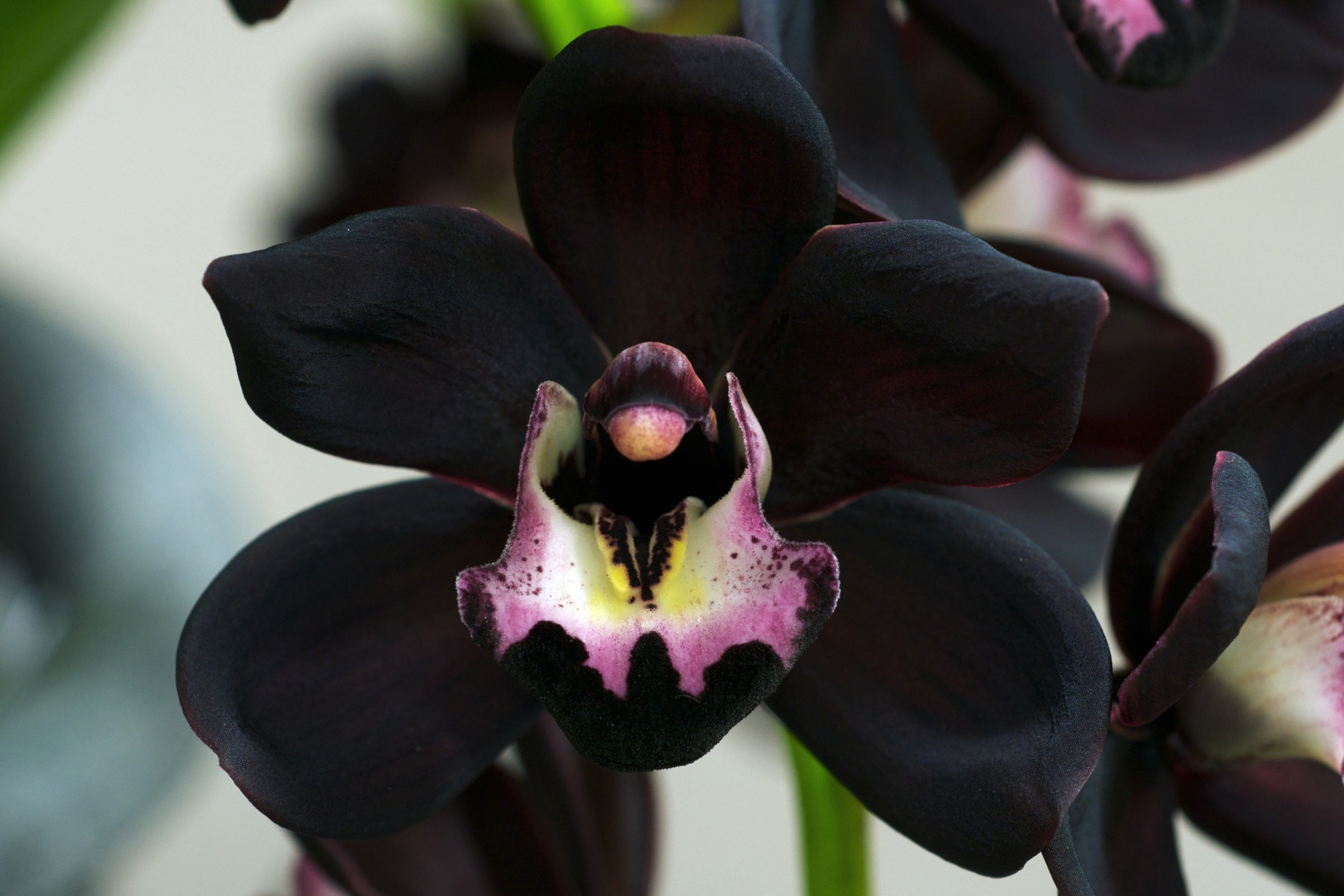 Орхидея red eye фото и описание